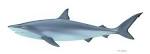 Shark fish chondrichthyes copyright friendly picture - via Daymix