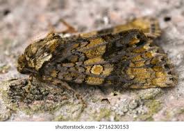 Attēlu rezultāti vaicājumam “Craniophora ligustri”