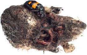 Attēlu rezultāti vaicājumam “Nicrophorus vespillo”