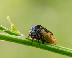 Attēlu rezultāti vaicājumam “Centrotus cornutus”
