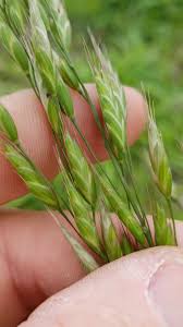 Attēlu rezultāti vaicājumam “Bromus secalinus”