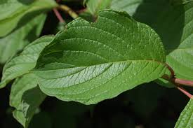 Attēlu rezultāti vaicājumam “Cornus alba”