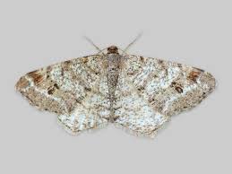 Attēlu rezultāti vaicājumam “Macaria signaria”