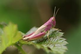 Attēlu rezultāti vaicājumam “Chortippus sp.”