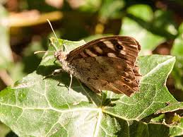 Attēlu rezultāti vaicājumam “Pararge aegeria underside”
