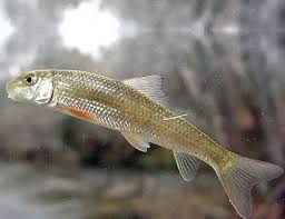Image result for Moxostoma duquesnei