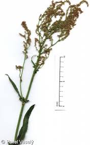 Attēlu rezultāti vaicājumam “Rumex thyrsiflorus”