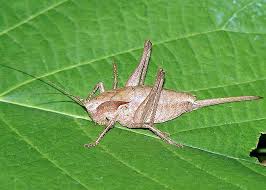 Attēlu rezultāti vaicājumam “Tettigoniodea”