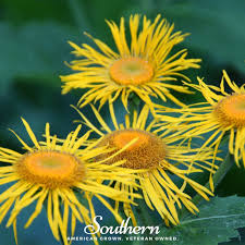 Image result for Inula helenium