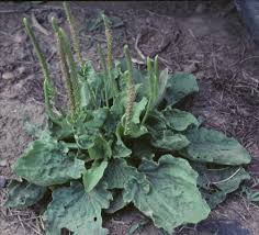 Attēlu rezultāti vaicājumam “Plantago uniflora leaf”