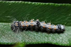 Attēlu rezultāti vaicājumam “Lithosia quadra male”