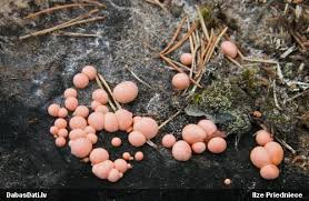 Attēlu rezultāti vaicājumam “Lycogala sphaeroconicum”