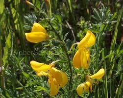 Image result for Cytisus scoparius