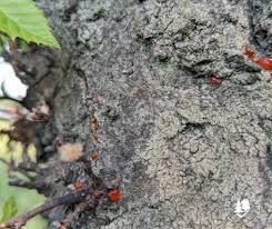Attēlu rezultāti vaicājumam “Anthostoma decipiens”