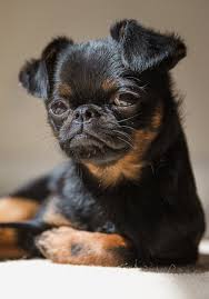 Image result for brüsseler giffon