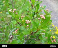 Attēlu rezultāti vaicājumam “Aronia melanocarpa bud”