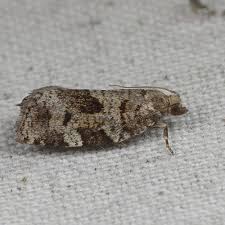 Attēlu rezultāti vaicājumam “Dichelia histrionana”