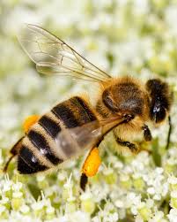 Attēlu rezultāti vaicājumam “Apis mellifera”