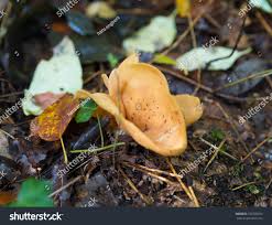 Attēlu rezultāti vaicājumam “Otidea onotica”