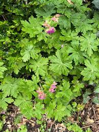 Attēlu rezultāti vaicājumam “Geranium palustre fruit”