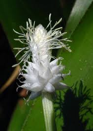 Attēlu rezultāti vaicājumam “Carex pseudocyperus female flower”