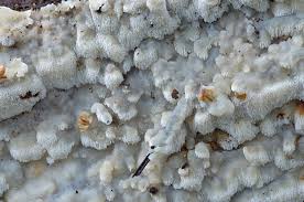 Attēlu rezultāti vaicājumam “Physisporinus vitreus”