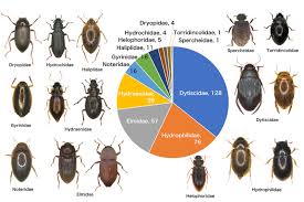 Attēlu rezultāti vaicājumam “Coleoptera”