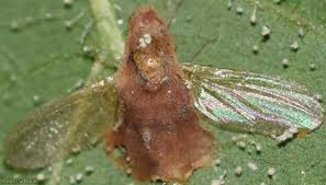 Attēlu rezultāti vaicājumam “Entomophthora”