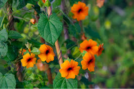 Image result for schwarzäugige Susanne