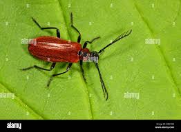 Attēlu rezultāti vaicājumam “Schizotus pectinicornis”