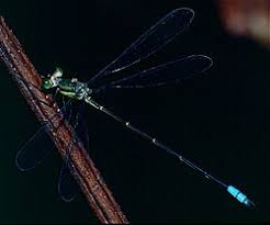 Attēlu rezultāti vaicājumam “Lestidae”