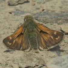 Attēlu rezultāti vaicājumam “Hesperia comma underside”