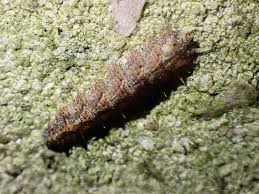 Attēlu rezultāti vaicājumam “Dasysyrphus tricinctus”