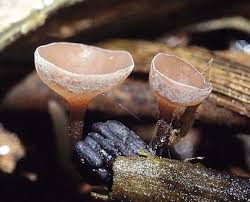 Attēlu rezultāti vaicājumam “Myriosclerotinia scirpicola”