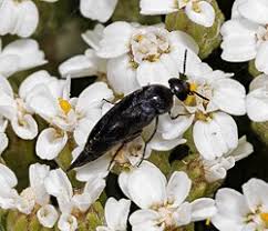 Attēlu rezultāti vaicājumam “Mordella sp.”