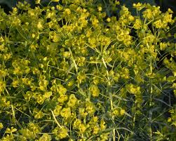 Attēlu rezultāti vaicājumam “Euphorbia virgata”