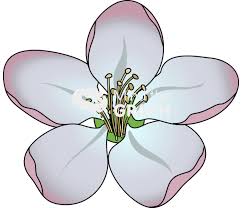 Attēlu rezultāti vaicājumam “Malus domestica flower”