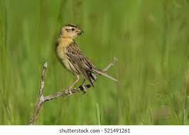 Image result for Dolichonyx oryzivorus