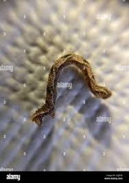 Attēlu rezultāti vaicājumam “Eupithecia succenturiata”