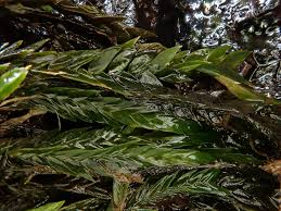 Attēlu rezultāti vaicājumam “Fontinalis antipyretica”