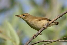 Image result for Acrocephalus aedon