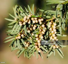 Attēlu rezultāti vaicājumam “Taxus baccata male flower”