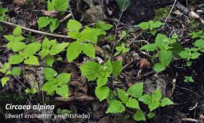 Attēlu rezultāti vaicājumam “Circaea alpina leaf”