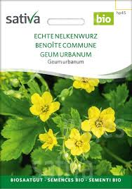 Image result for Geum urbanum