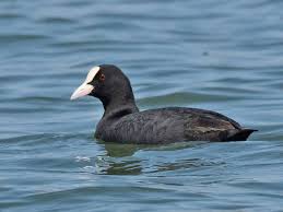 Attēlu rezultāti vaicājumam “Fulica atra adult”