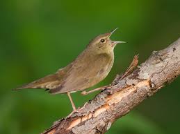 Image result for Locustella fluviatilis