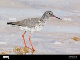 Attēlu rezultāti vaicājumam “Tringa totanus”