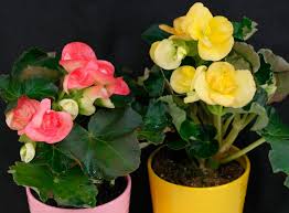 Image result for Бегония Элатиор 12х22 4601887072423