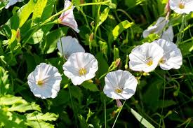 Attēlu rezultāti vaicājumam “Convolvulus arvensis”