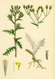 Attēlu rezultāti vaicājumam “Cardaminopsis arenosa leaf”